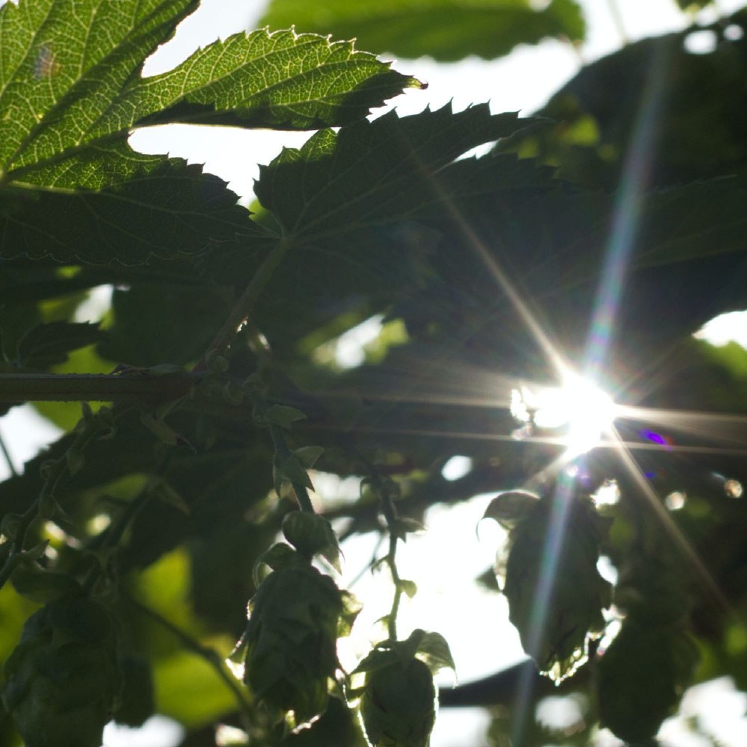 Leaves